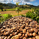Café gourmet em GRÃOS 100% arábica